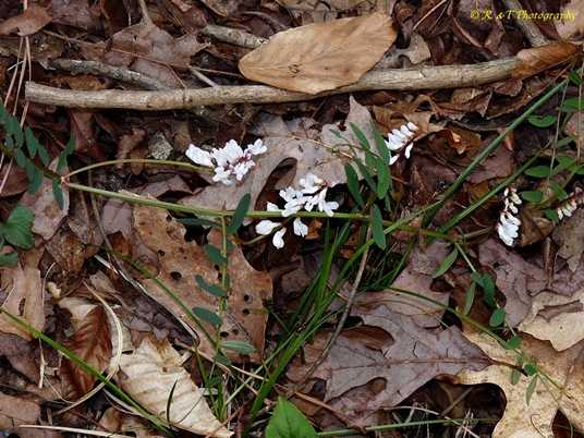 {Vicia caroliniana}